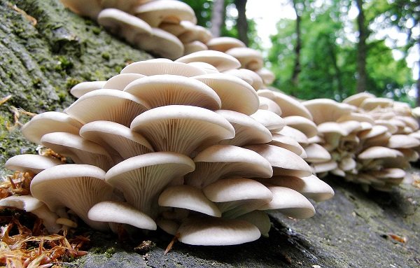 जङ्गली च्याउ खाँदा ११ जना बिरामी