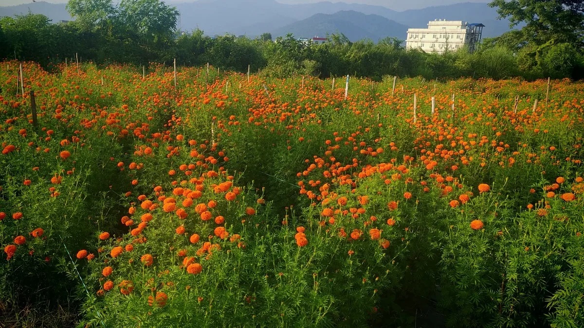 बुटवलमा प्लास्टिकका फूलमाला प्रयोग नगर्न आग्रह