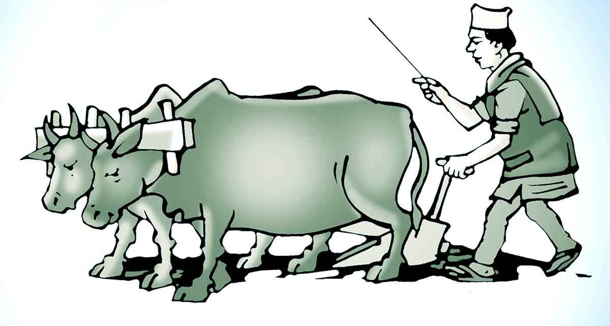 हल गोरु पाल्ने किसानलाई आर्थिक सहयोग
