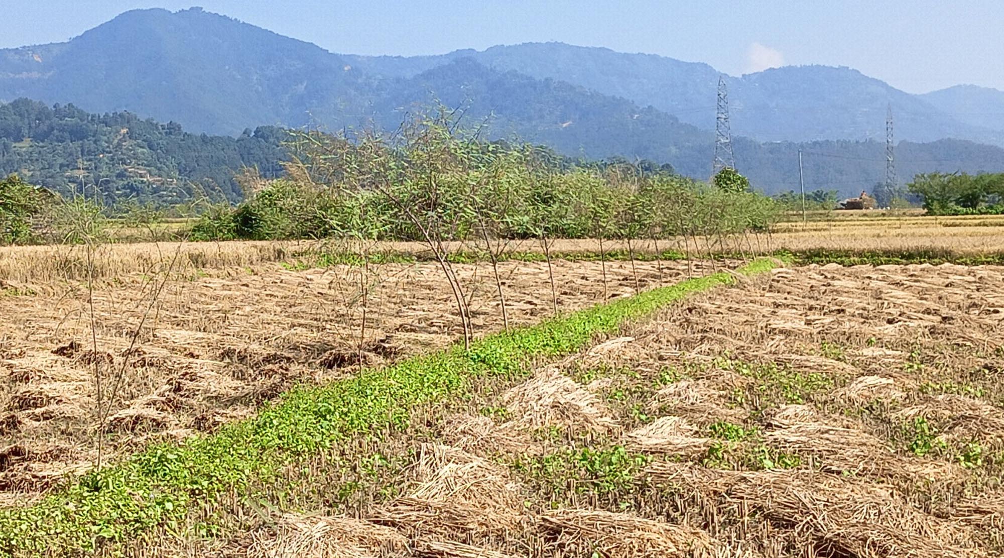 चिन्तामा किसान : स्याहार्ने बेला वर्षाले बिगार्यो धान