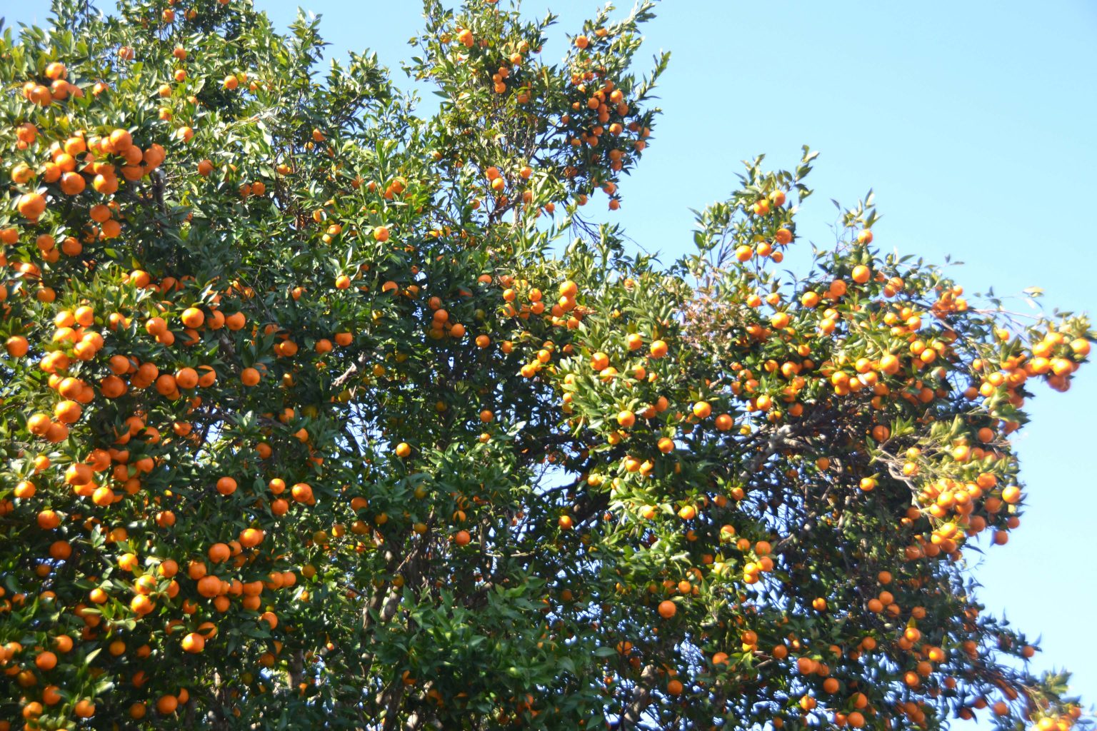 दश करोड बढीमा बिक्री भए भीरकोटका सुन्तला
