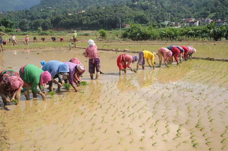 देशभर ९२ प्रतिशत रोपाइँ सकियो