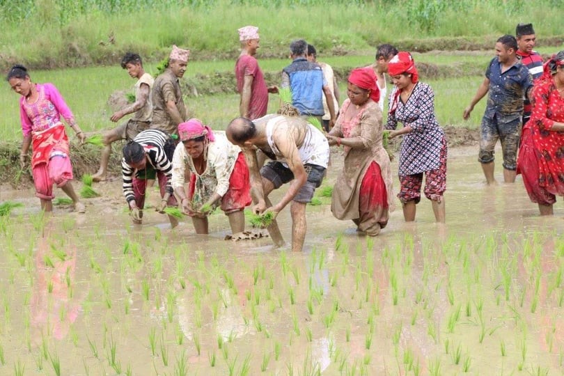 किसानलाई धान रोप्ने चटारो, गुल्मीमा सकियो ५० प्रतिशत रोपाइँ