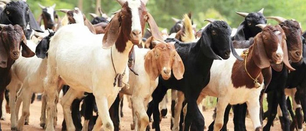 गुल्मीमा खसीबोका बिक्रीबाट मनग्य आम्दानी