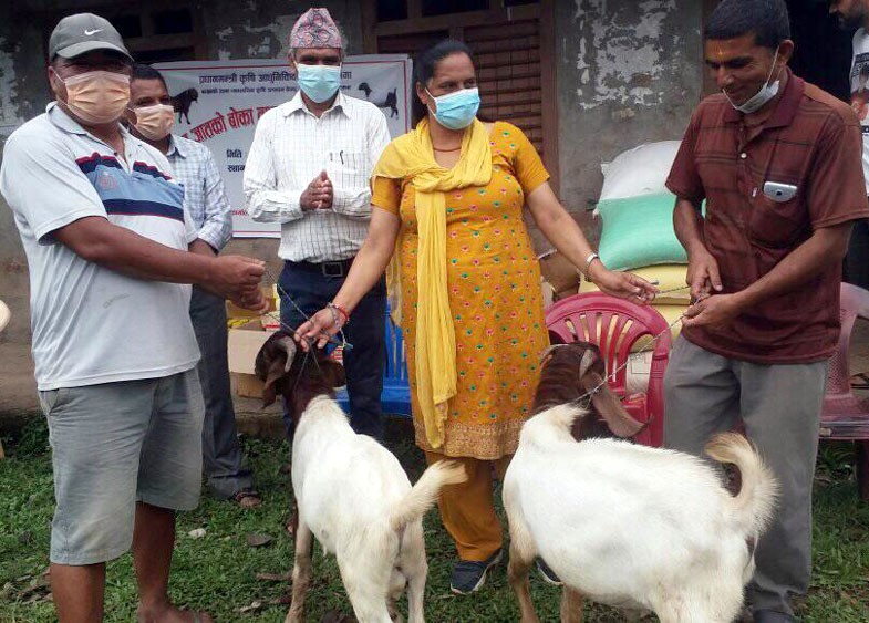 माथागढी रुप्सेका किसानलाई उन्नत जातका बाख्रा र बोका