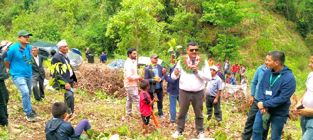 पाखुरे वनमा आठ हजार विरुवा रोपियो