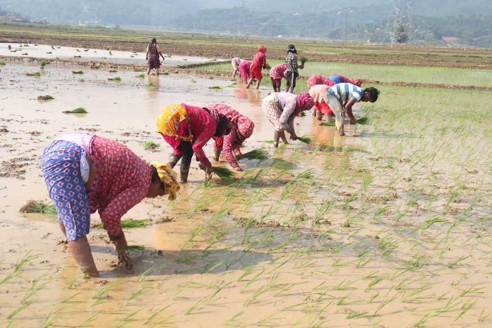 मल बिना नै धान रोप्दै किसान