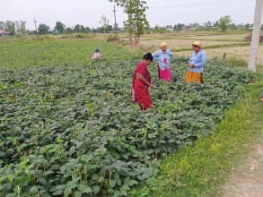 कृषिमा पकेट क्षेत्र तोकिएसँगै तिलोत्तमाका कृषक लाभान्वित