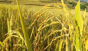 स्याङ्जाका किसानले बेचे ९० लाखको धानको बीउ