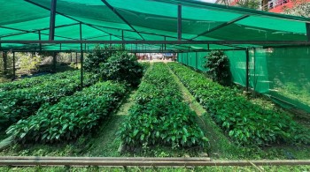 गुल्मीमा कफीका बिरुवाको माग बढ्दो