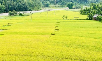 गुल्मीमा धान उत्पादन बढ्यो