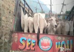 कालीगण्डकी करिडोरको प्रयोग गरी गाइ, गोरुको खुलेआम तस्करी !