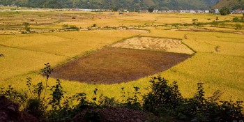 स्याङ्जामा धान उत्पादन बढ्यो