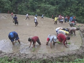 पाल्पामा किसान महासंघले मनायो धान दिवस