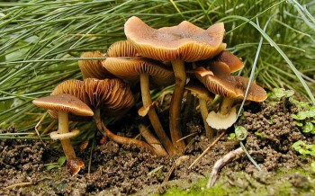 विषालु च्याउ खाँदा एकै परिवारका तीन जना बिरामी