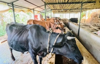 गुल्मीको सत्यवतीमा पहिलो बेत ब्याउने गाईलाई १० हजार अनुदान