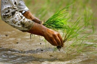 लुम्बिनीमा ७२ हजार ५२० हेक्टरमा धान रोपाइँ