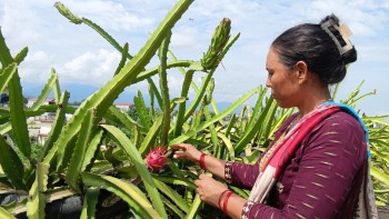 कौसीमा ड्रागन फल खेती गरेर  वार्षिक आठ लाख आम्दानी