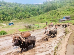 हाते ट्याक्टर छोडेर गोरु पाल्दै किसान