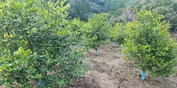 कागतीका बोट मर्न थालेपछि किसान चिन्तित