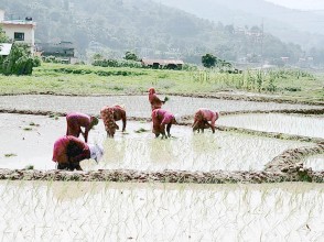 गुञ्जिन छाडे ‘असारे भाका’