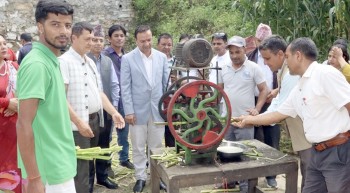 गुल्मीमा मकैको डाँठबाट गुड र खुदो उत्पादन