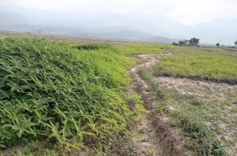 रासायनिक मलको विकल्पमा ढैँचा