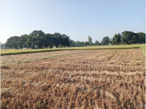 दसैँको सँघारमा किसानलाई धान स्याहार्ने चटारो