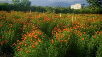 बुटवलमा प्लास्टिकका फूलमाला प्रयोग नगर्न आग्रह