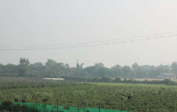 थारु महिला तरकारी खेतीबाट आत्मनिर्भर बन्दै