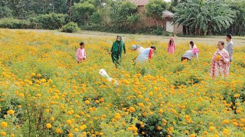 फुलखेती आम्दानीको मुख्य स्रोत