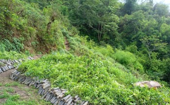 वन्यजन्तुबाट बाली जोगाउन नसकेपछि टिमुरखेती