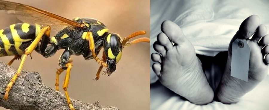 अरिगांलले टोकेर गुल्मीमा एकको मृत्यु