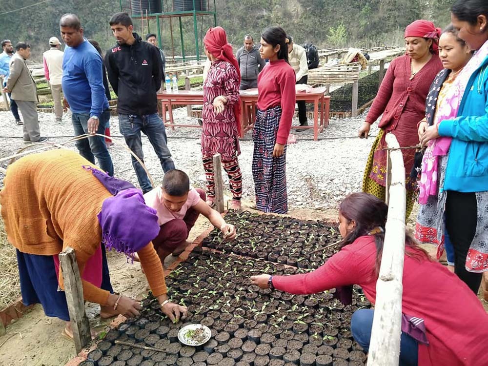 मदरबेडका विरुवा नर्सरी थैलामा सार्दै पाल्पाका नर्सरी नाईकेहरु