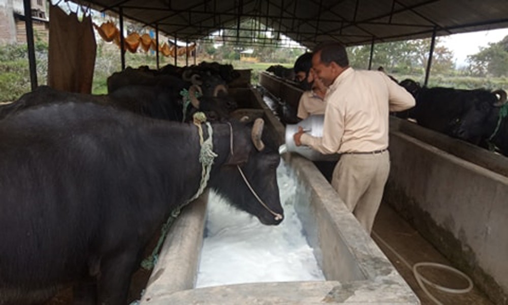 कोरोनाको कहर पशुपालक कृषक मारमा