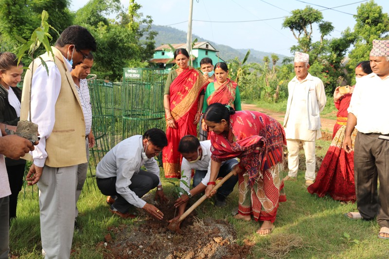 तालपोखरा क्षेत्रको सडकमा ट्रिगार्ड सहित वृक्षारोपण