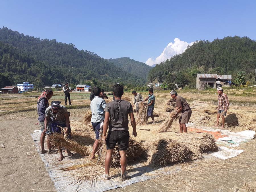 किसानलाई धान स्याहार्ने चटारो