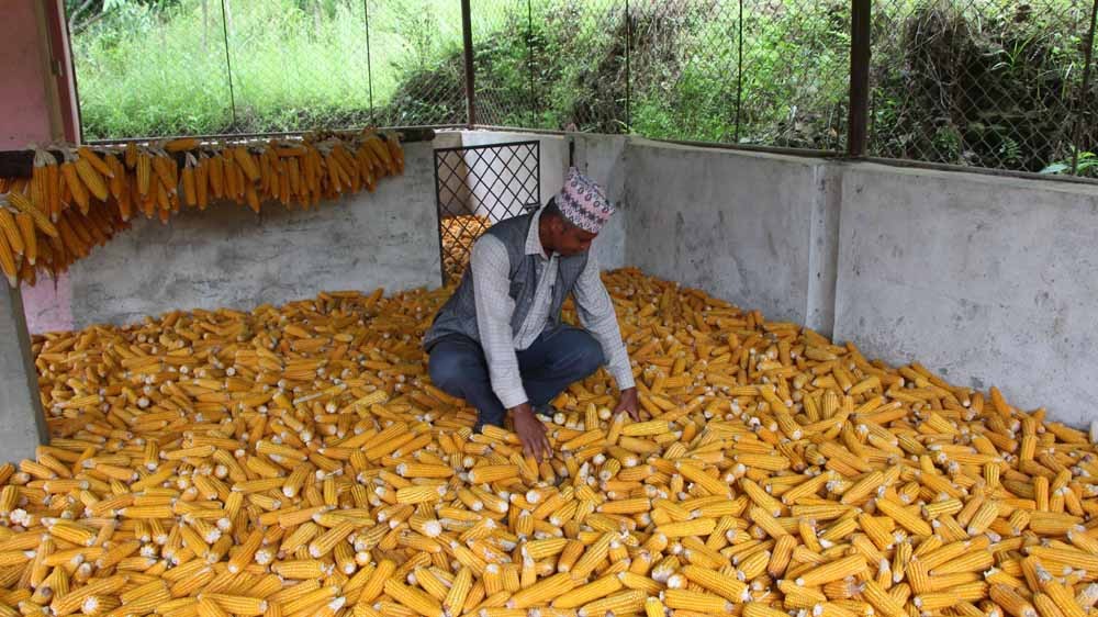 बिउमा समान मूल्य कायम गर्न मकैको मूल्य निर्धारण