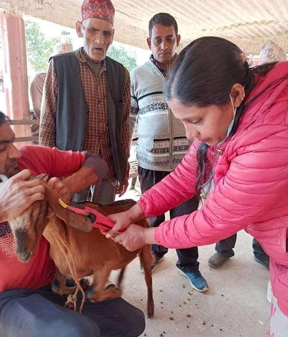 बगनासकाली गाउँ सरकारका अध्यक्ष बस्यालको सहयोगमा किसानलाई बाख्रा