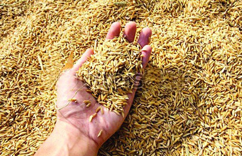 गुल्मीमा धान उत्पादन उत्साहजनक, दश प्रतिशतले भयो वृद्धि