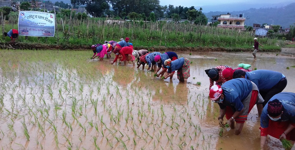 पाल्पामा पनि मनाइयो धान दिवस , ५० प्रतिशत रोपाइँ सकियो