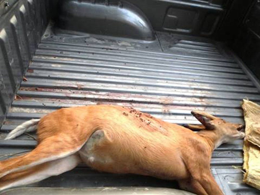 पाल्पाबाट मृतक मृग सहित चार युवा पक्राउ