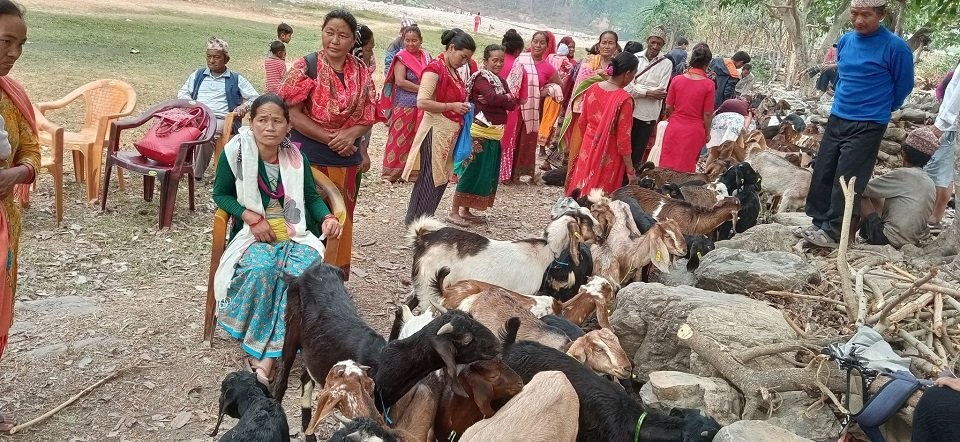 खसी बोका बिक्रीको कमाईले खुसी छन्, स्थानीय महिला