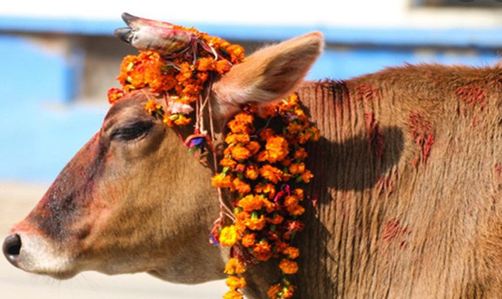 गाईको शोकमा किरिया ...