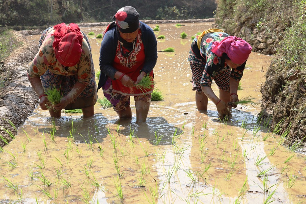 पाल्पामा धमाधम चैतेधान रोपाइँ हुँदै