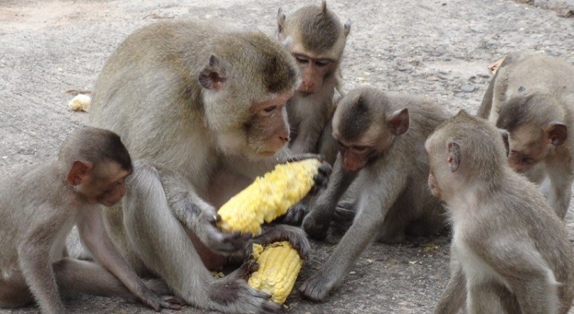 बाँदरले सताएपछि वैकल्पिक खेती