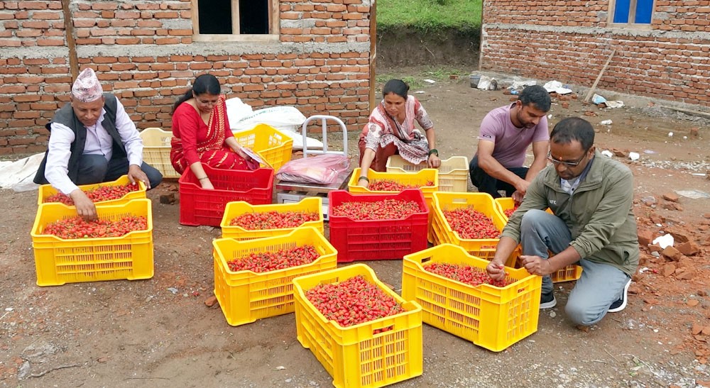 गाउँमै संकलन केन्द्र भएपछि खुर्सानी कृषक उत्साहित