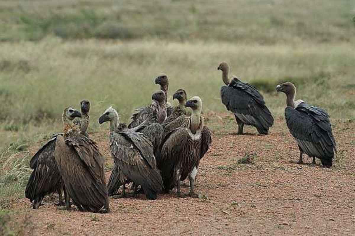 गिद्धको सङ्ख्या घटेकामा चिन्ता