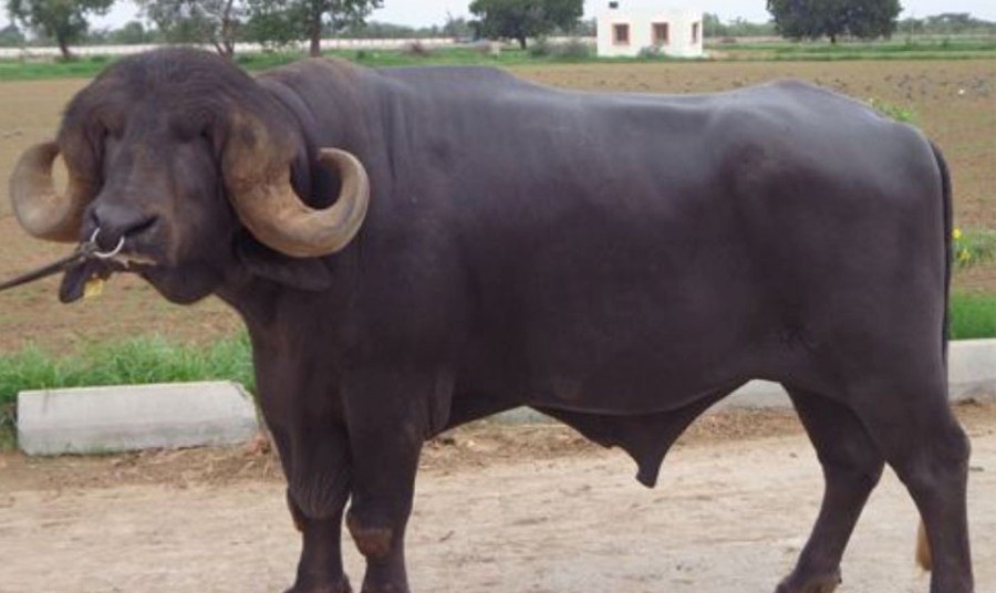 गुल्मीमा राँगाको तथ्याङ्क संकलन गरिदैं