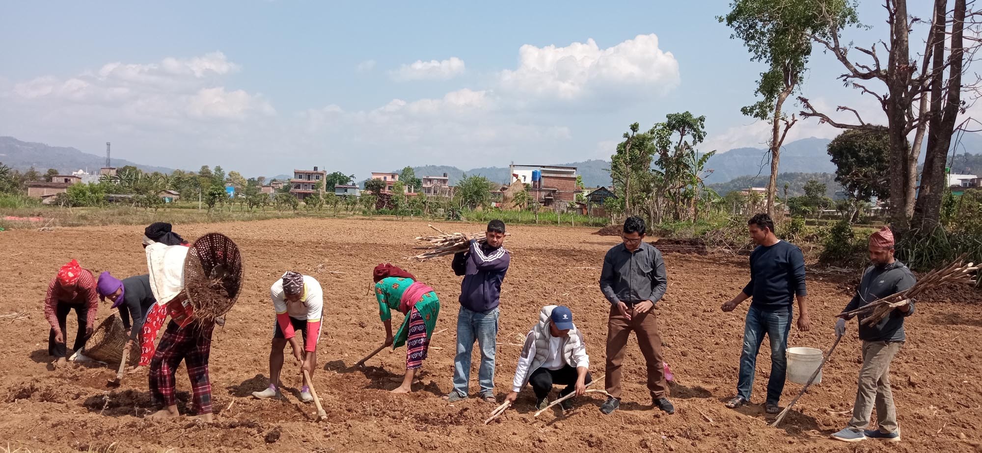 उखु खेती प्रवर्द्धन गर्दै रामपुरका युवा